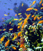 Acuario submanrino. Observatorio marino