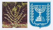 La menorá. Escudo del Estado de Israel